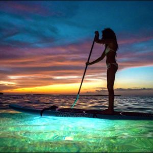 SUP Night Safari (1.5 Hours)
