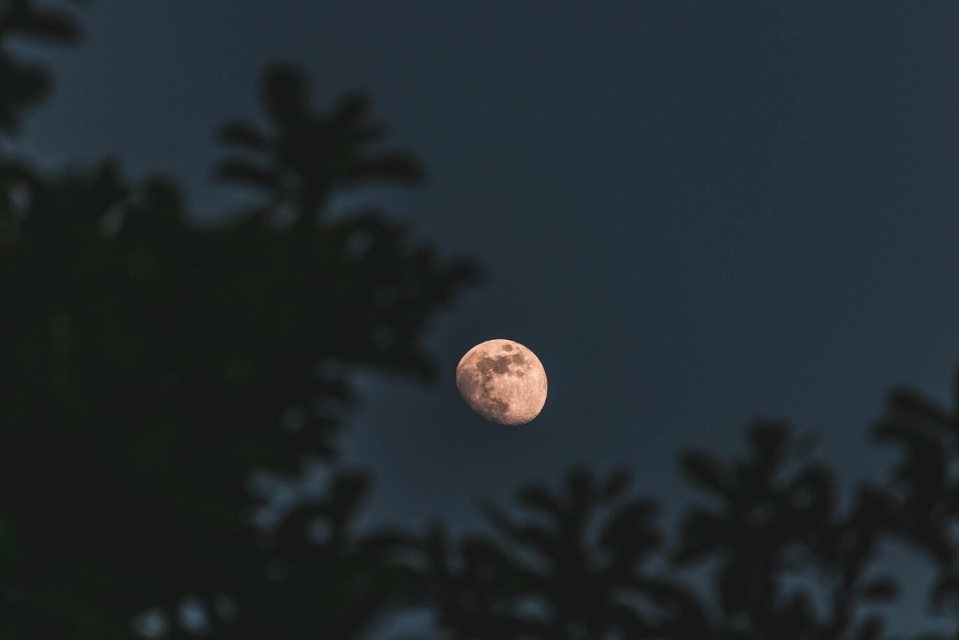 closeup-selective-focus-shot-of-the-moon-with-trees-on-the-background-2